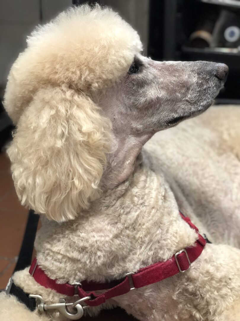 A white poodle with red collar sitting on the floor.