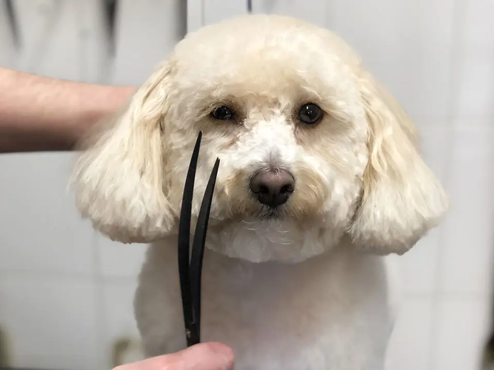 A white dog being groomed by someone holding two black scissors.