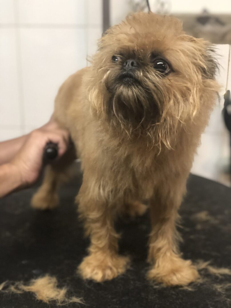 A small dog getting his hair brushed by someone