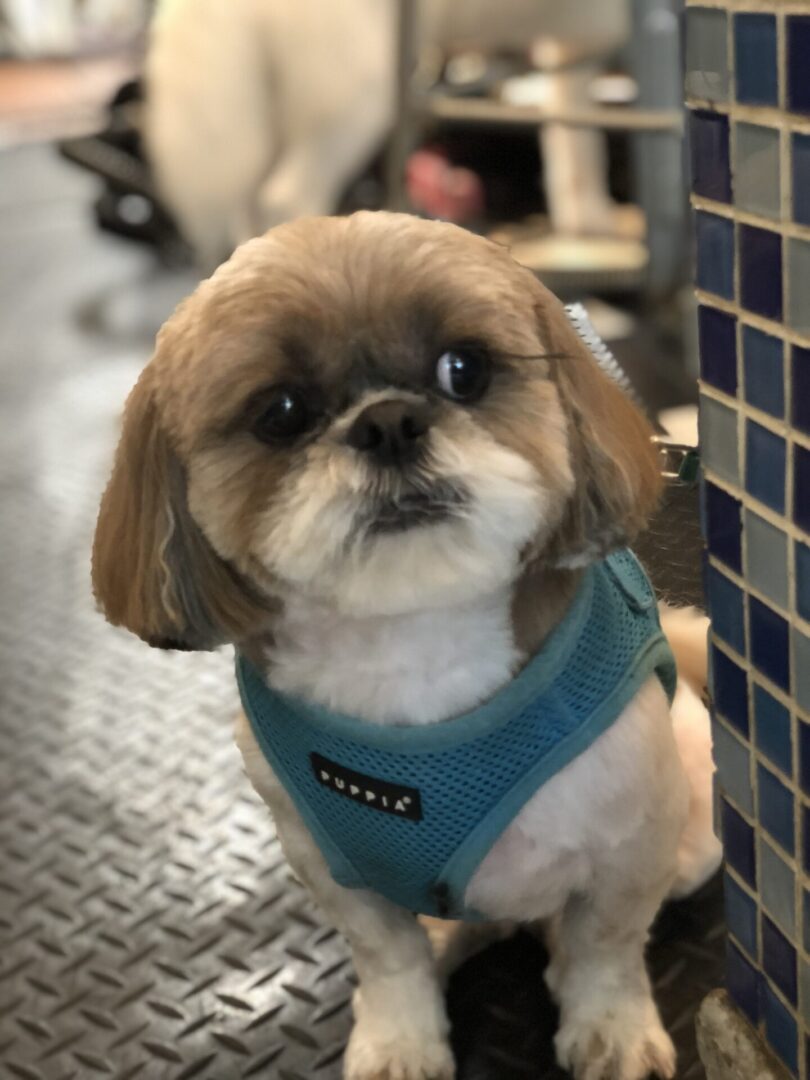 A dog with a blue harness on sitting in front of a wall.