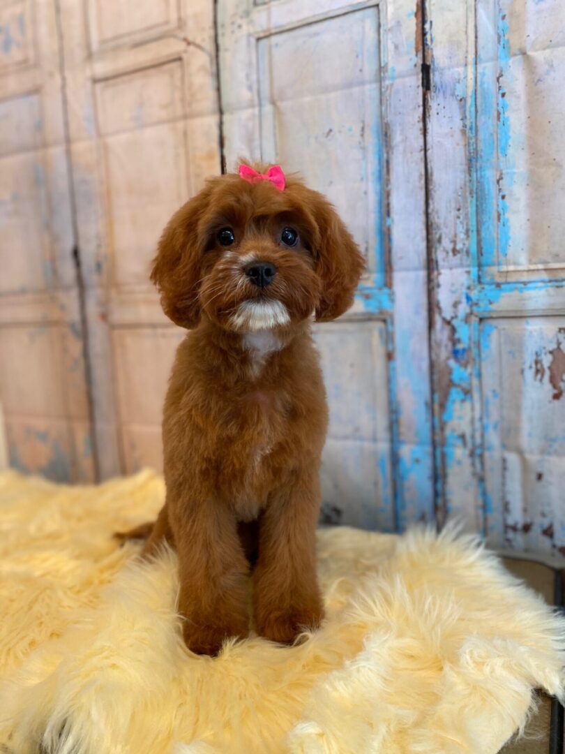 A brown dog with a pink bow on its head.