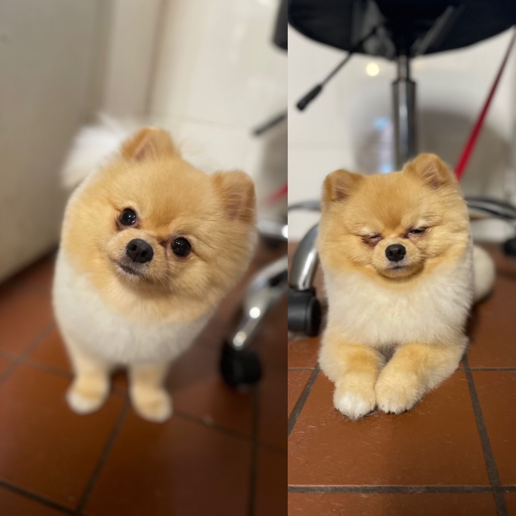 Two pictures of a dog that is sitting on the floor