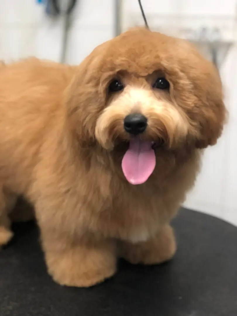 A brown dog with pink tongue sitting on top of a table.