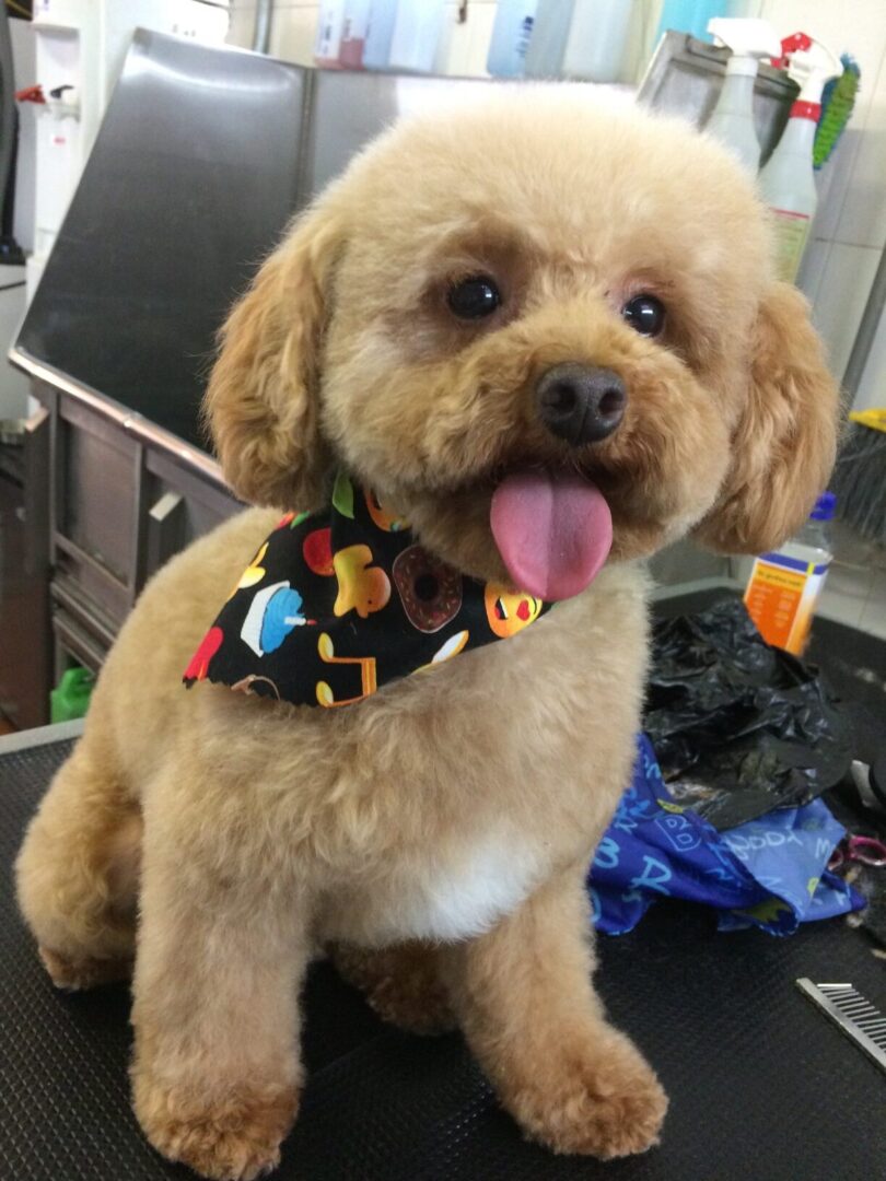 A dog with a tie around its neck.