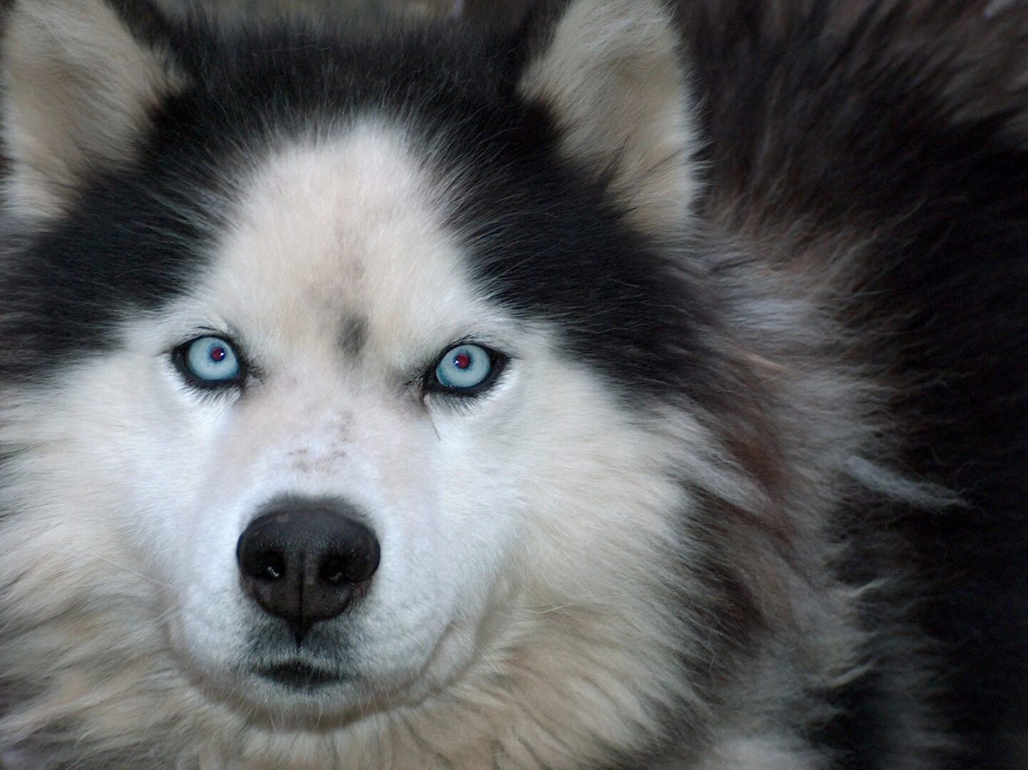 A close up of a dog with blue eyes